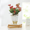 Kalanchoe Plant In Golden Bow Planter