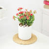 Buy Kalanchoe Plant In Ribbed White Planter