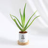 Let Love Grow - Aloe Vera Plant With Pot - Personalized