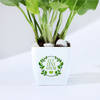 Shop Let Love Grow Money Plant With Plastic Pot