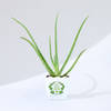 Gift Let's Grow Together Aloe Vera Plant With Planter