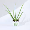 Buy Let's Grow Together Aloe Vera Plant With Planter