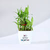 Gift Let's Grow Together Lucky Bamboo Plant with Plastic Pot