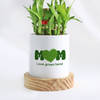 Buy Love Grows Here Mother's Day Bamboo Plant Gift