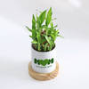 Shop Love Grows Here Mother's Day Bamboo Plant Gift