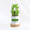 Love Grows Here Mother's Day Bamboo Plant Gift