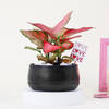 Buy Lovely Aglaonema with Black Planter
