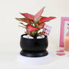 Shop Lovely Aglaonema with Black Planter