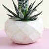 Shop Lovely Haworthia Plant in a Cute Vase