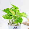 Buy Lovely Money Plant In Self-Watering Penguin Planter