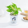Lovely Money Plant In Self-Watering Penguin Planter
