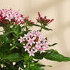 Shop Lovely Pink Pentas Plant With Black Planter