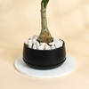 Buy Lucky Adenium Plant With Black Planter