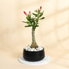 Lucky Adenium Plant With Black Planter Online