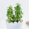 Gift Lucky Jade Plant In Adorable Self-Watering Planter