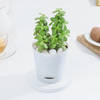 Shop Lucky Jade Plant In Adorable Self-Watering Planter