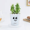 Lucky Jade Plant In Adorable Self-Watering Planter