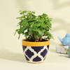 Gift Lucky Jade Succulent in Chic Ceramic Pot