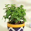 Shop Lucky Jade Succulent in Chic Ceramic Pot