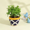 Lucky Jade Succulent in Chic Ceramic Pot Online