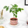 Lush Green Radermachera Plant In Dessert Line Planter