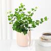 Gift Lush Ivy In Striped Coffee Planter