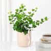 Lush Ivy In Striped Coffee Planter