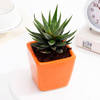 Buy Lush Zebra Succulent With Orange Ceramic Planter