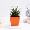 Lush Zebra Succulent With Orange Ceramic Planter