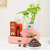 Gift Luxurious Essence Money Plant Hamper