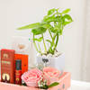 Buy Luxurious Essence Money Plant Hamper