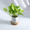 Gift Merry Christmas - Money Plant With Pot