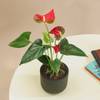 Buy Midnight Grace Anthurium Plant In Clay Pot