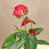 Shop Midnight Grace Anthurium Plant In Clay Pot