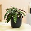 Gift Midnight Serenity Calathea Plant With White Vase