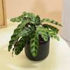 Buy Midnight Serenity Calathea Plant With White Vase