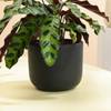 Shop Midnight Serenity Calathea Plant With White Vase