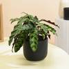 Midnight Serenity Calathea Plant With White Vase