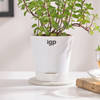 Shop Mint Plant With Self-Watering Planter