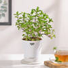 Mint Plant With Self-Watering Planter