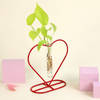 Gift Money Plant Grows on Heart Shaped Frame