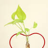 Shop Money Plant Grows on Heart Shaped Frame