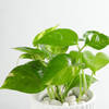 Buy Money Plant In A Sleek White Planter