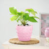Gift Money Plant In Concrete Heart Planter