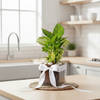 Buy Money Plant In Square Glass Vase