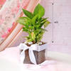 Shop Money Plant In Square Glass Vase