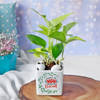 Gift Money Plant In White Ceramic Planter For Mom