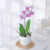 Gift Moth Orchid Plant With Planter And Plate