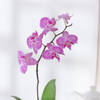 Shop Moth Orchid Plant With Planter And Plate