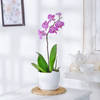 Moth Orchid Plant With Planter And Plate Online